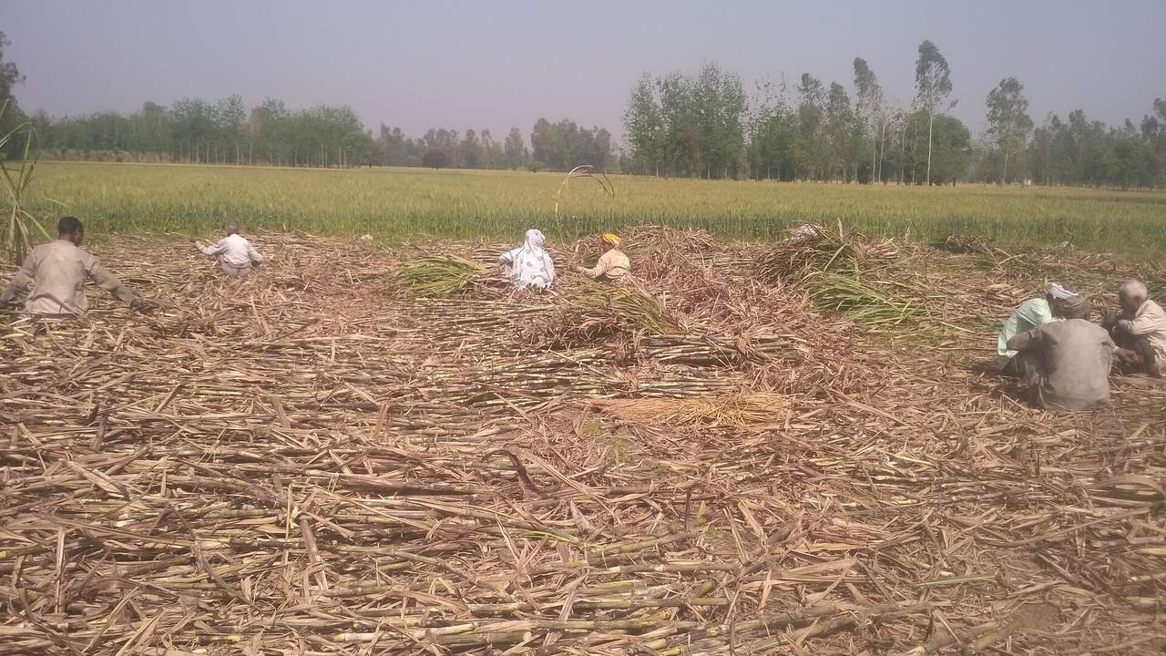 खेत में कटे गन्ने के बीच काम करते किसान और पीछे हरी फसल